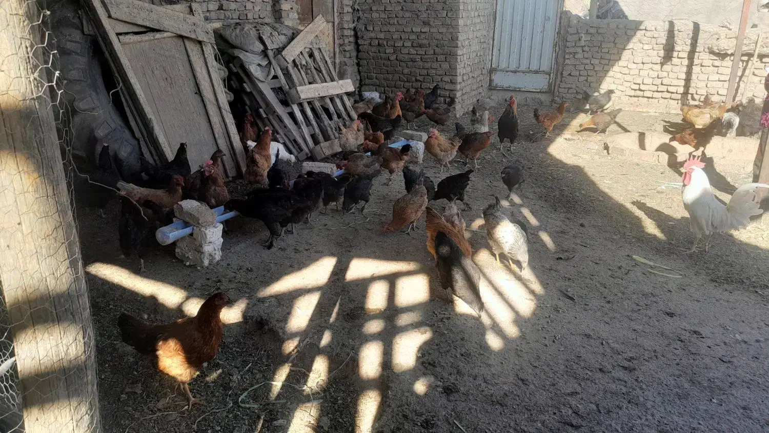 مرغ و خروس و تاخچه|حیوانات مزرعه|نیشابور, ده حلاج|دیوار