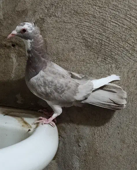 دو عدد کبوتر فروشی|پرنده|زرند, |دیوار