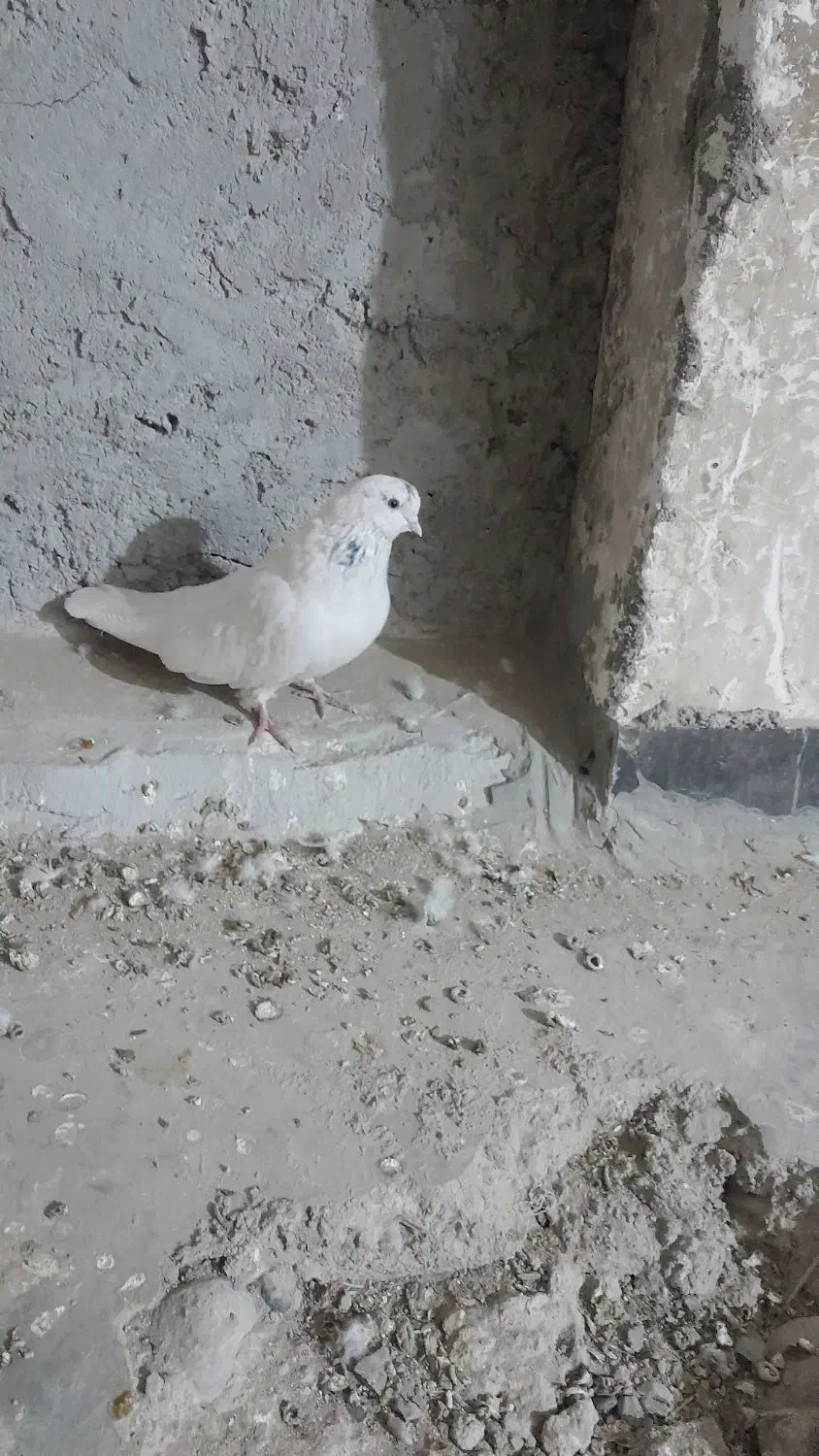 خال سبز اصیل|پرنده|خاش, |دیوار