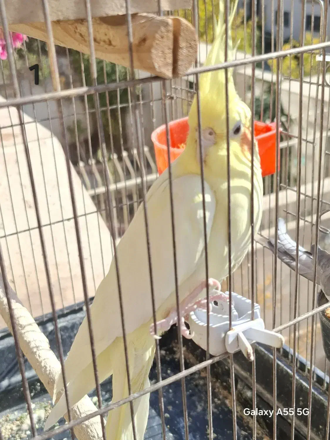 عروس هلندی فوری|پرنده|پردیس, فاز ۲|دیوار