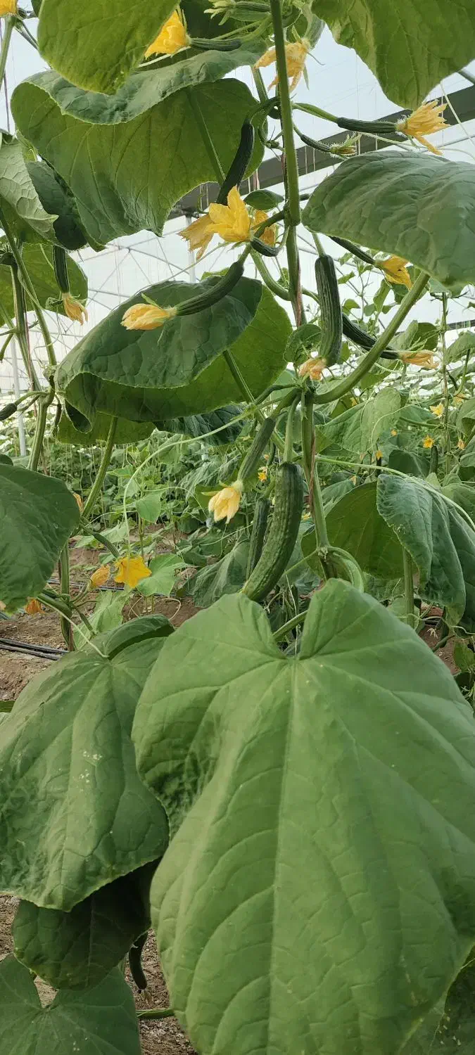 گلخانه فروشی دشت مکسوخته|فروش دفتر صنعتی، کشاورزی، تجاری|جالق, |دیوار