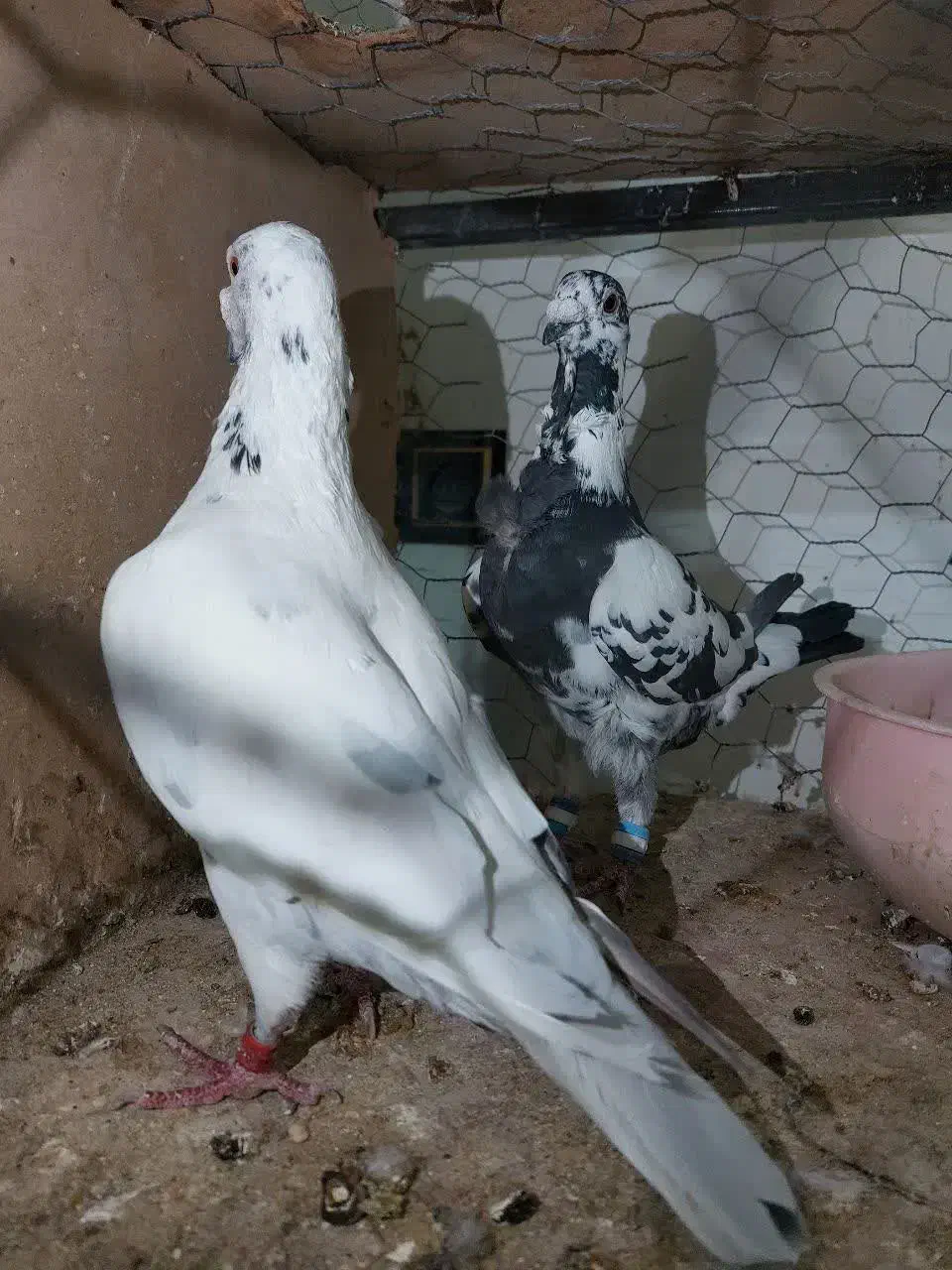 کفتر پلاکی مسافتی|پرنده|مشهد, شهرک مهرگان|دیوار