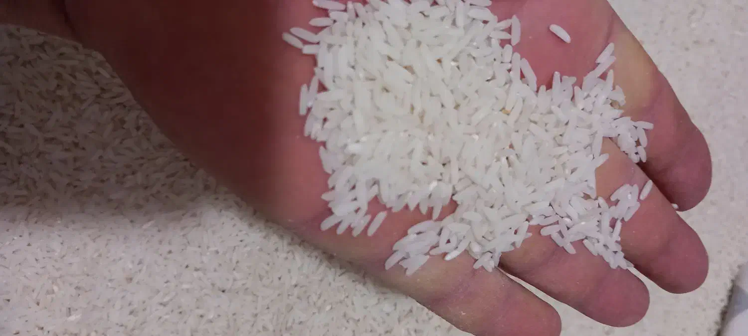 برنج طارم دم سیاه ضمانتی|عمدهفروشی|فاضل آباد, |دیوار