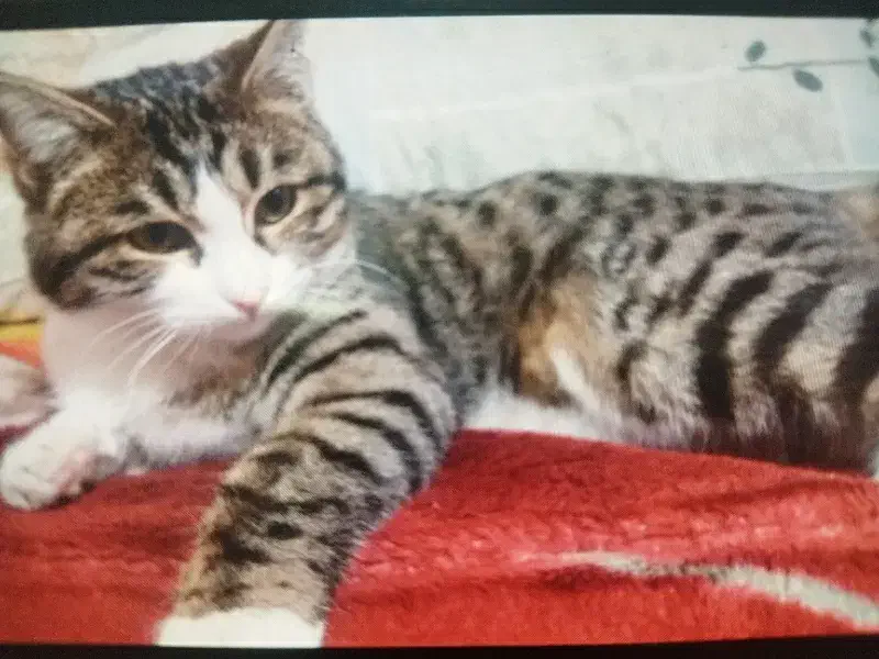 گومشده|گربه|فلاورجان, |دیوار