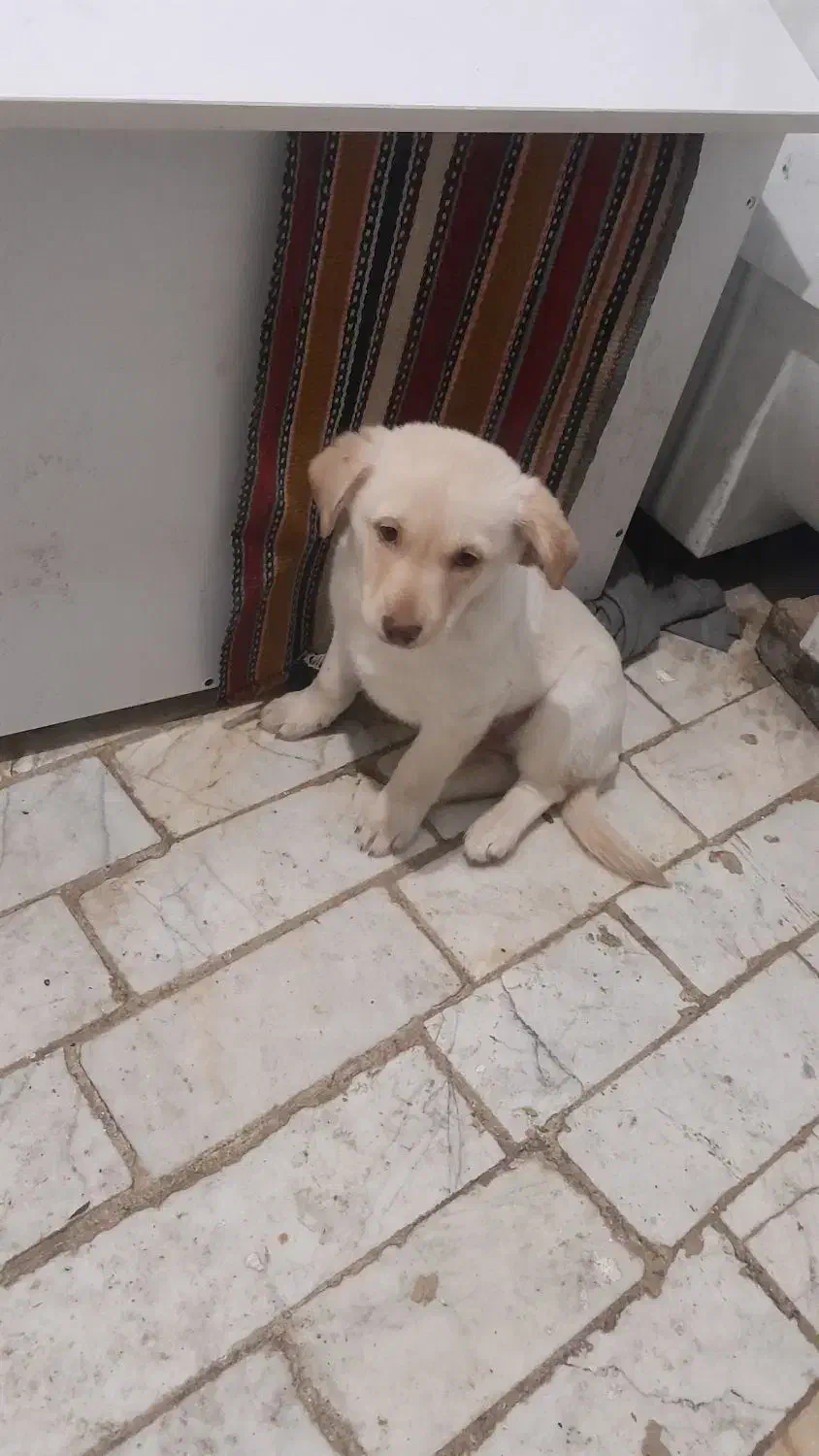 سگ پا کوتاه|سگ|قرچک, شهرک گلها|دیوار