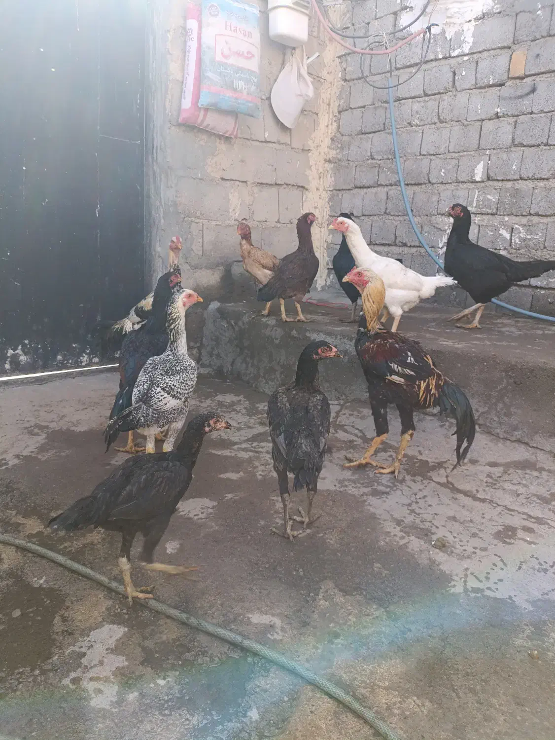 مرغ و خروس لاری|حیوانات مزرعه|چاراویماق, |دیوار