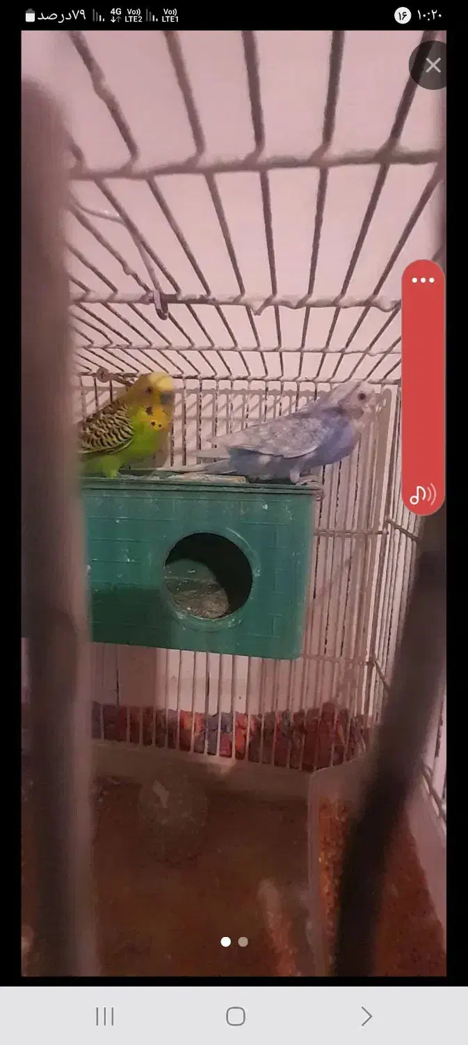 مرغ عشق|پرنده|جلفا, |دیوار