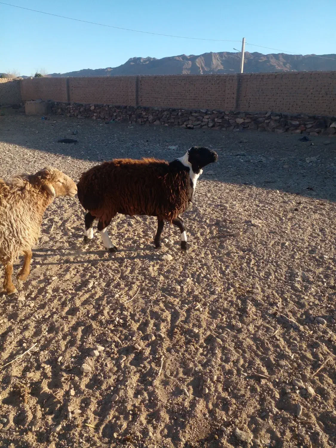 بره قوچی|حیوانات مزرعه|گزیک, |دیوار