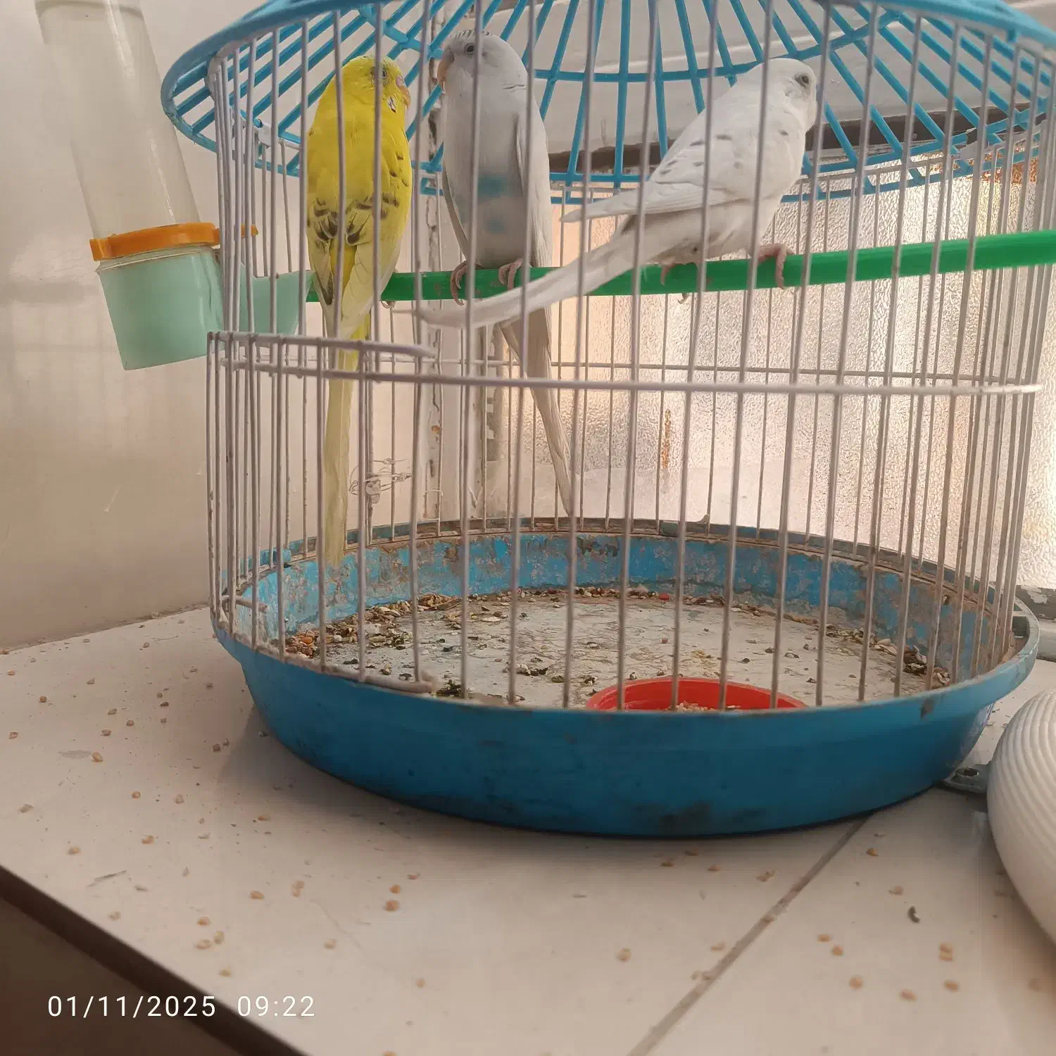 سه عدد مرغ عشق|پرنده|زاهدان, |دیوار