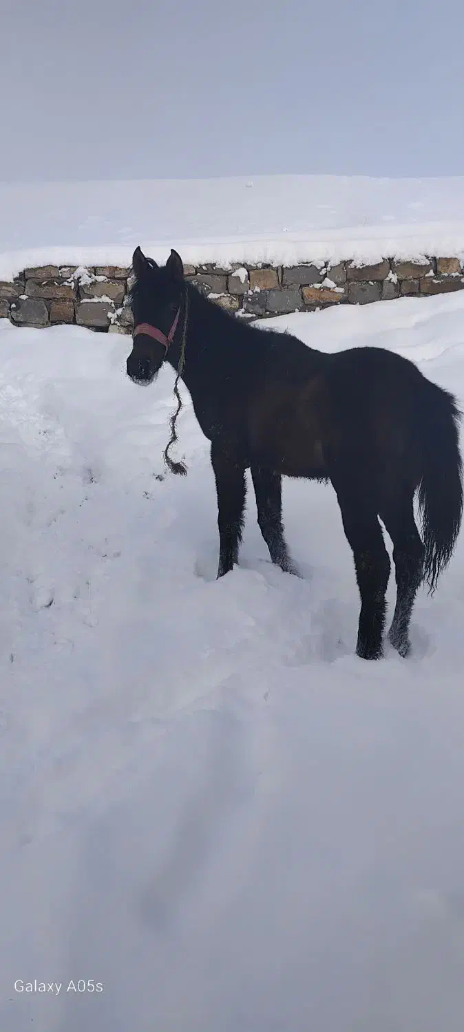 کره اسب نر|اسب و تجهیزات اسب‌سواری|سیلوانه, |دیوار