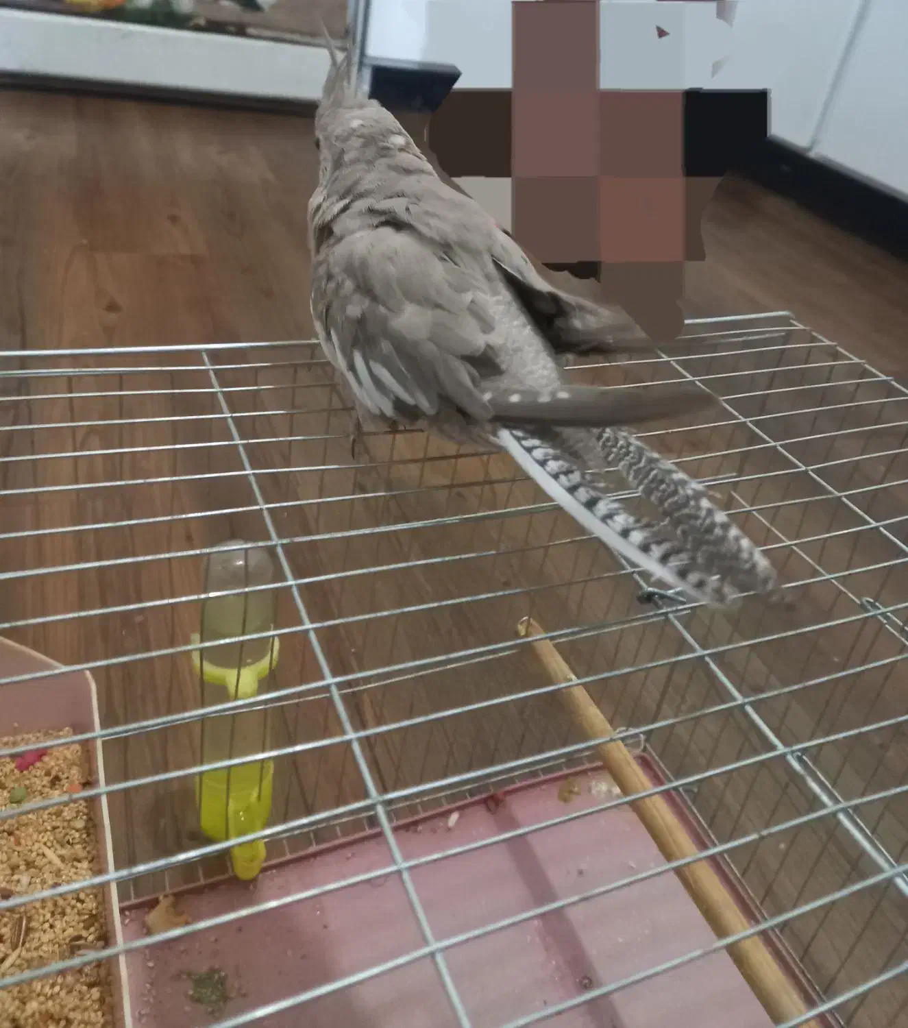 عروس هلندی|پرنده|ازنا, |دیوار