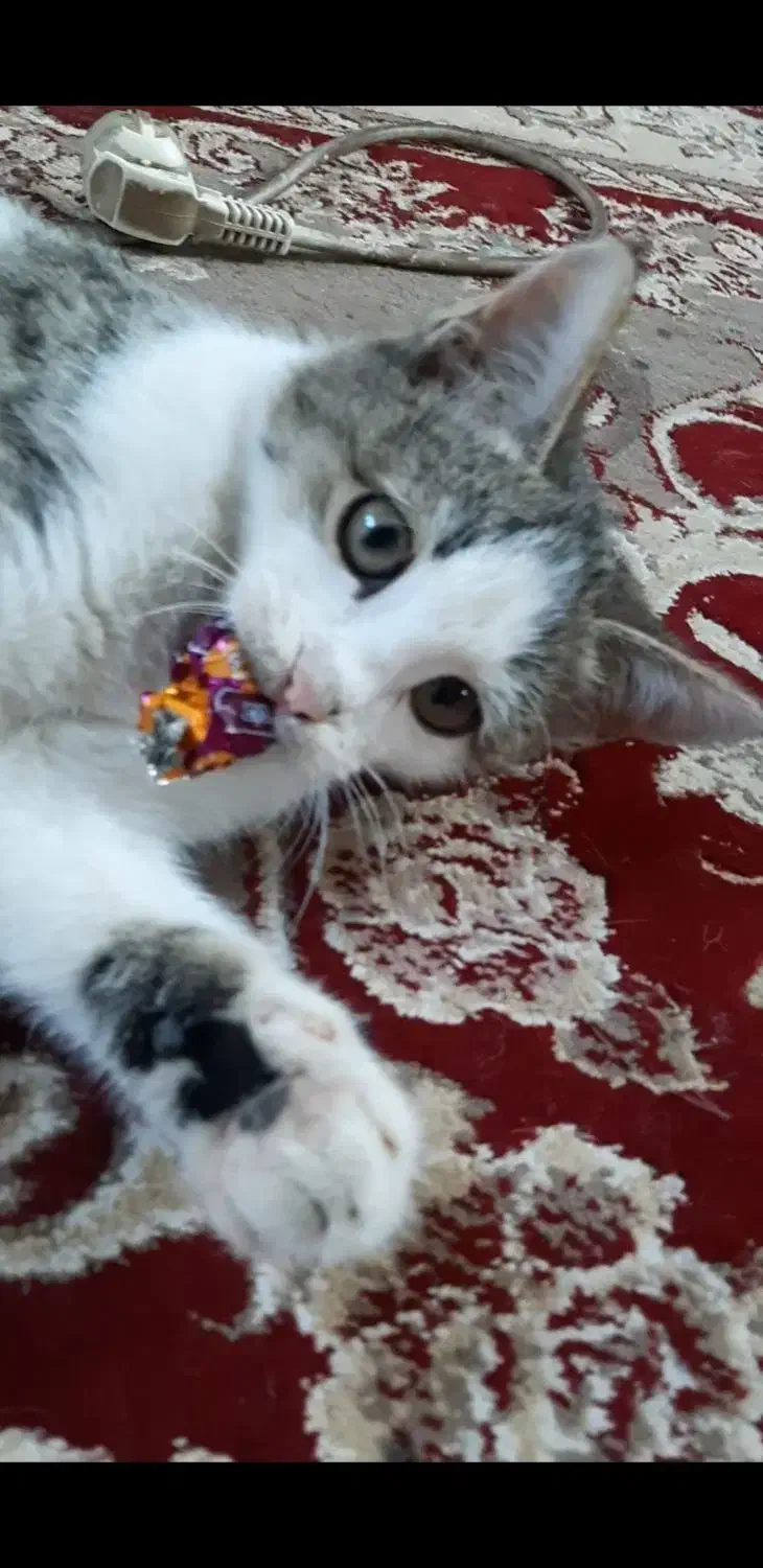 گربه گم شده درصفادشت|گربه|صفادشت, |دیوار