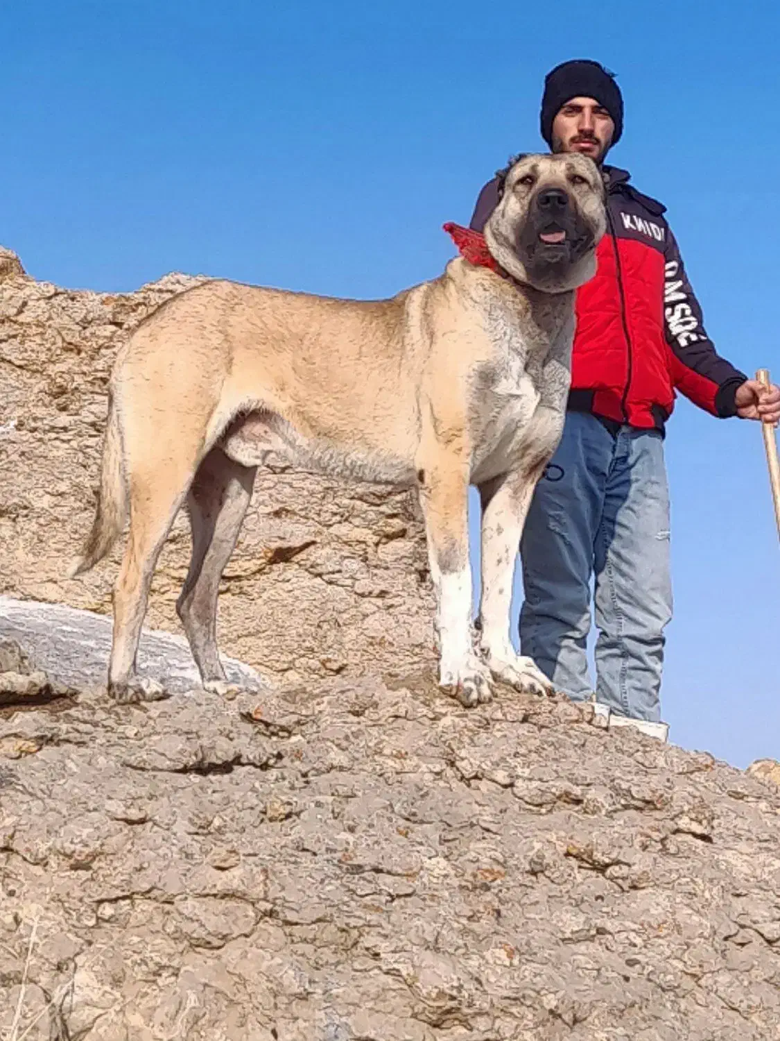 واگذاری سگ|سگ|بستان آباد, |دیوار