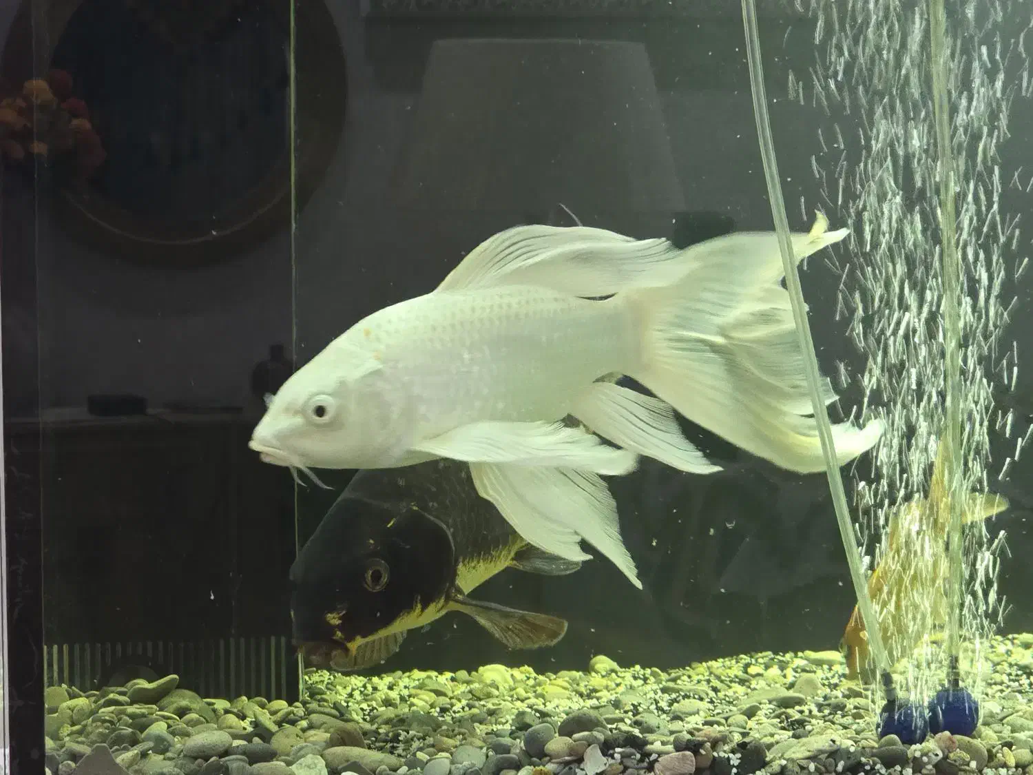 ماهی کوی پلاتینیوم|ماهی|شاهین‌شهر, اقبال لاهوری|دیوار