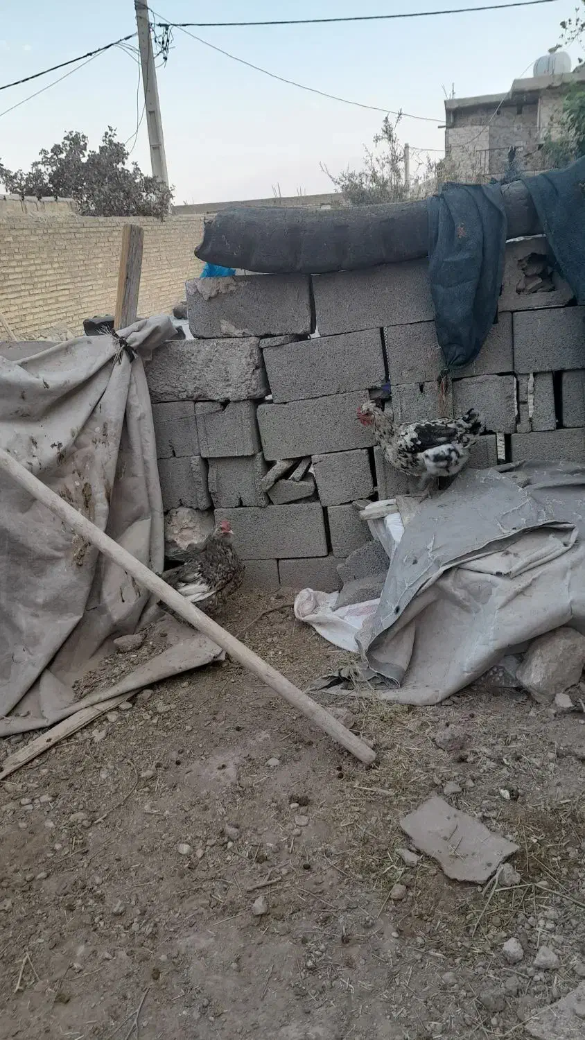 مرغ محلی اصل|حیوانات مزرعه|ایذه, |دیوار