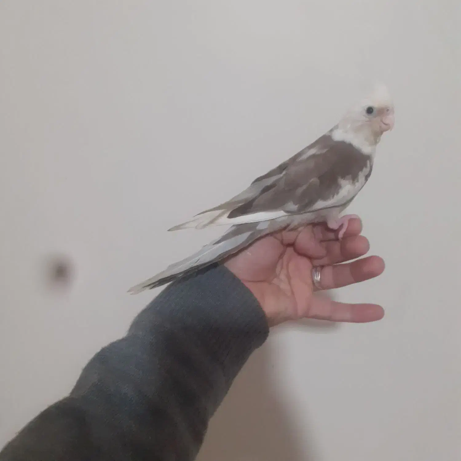 عروس هلندی نر|پرنده|تهران, امیریه|دیوار