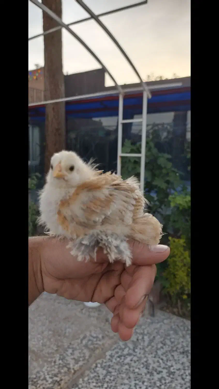 تخم مرغ نطفه دار برهما|حیوانات مزرعه|اصفهان, شهرک کاوه|دیوار