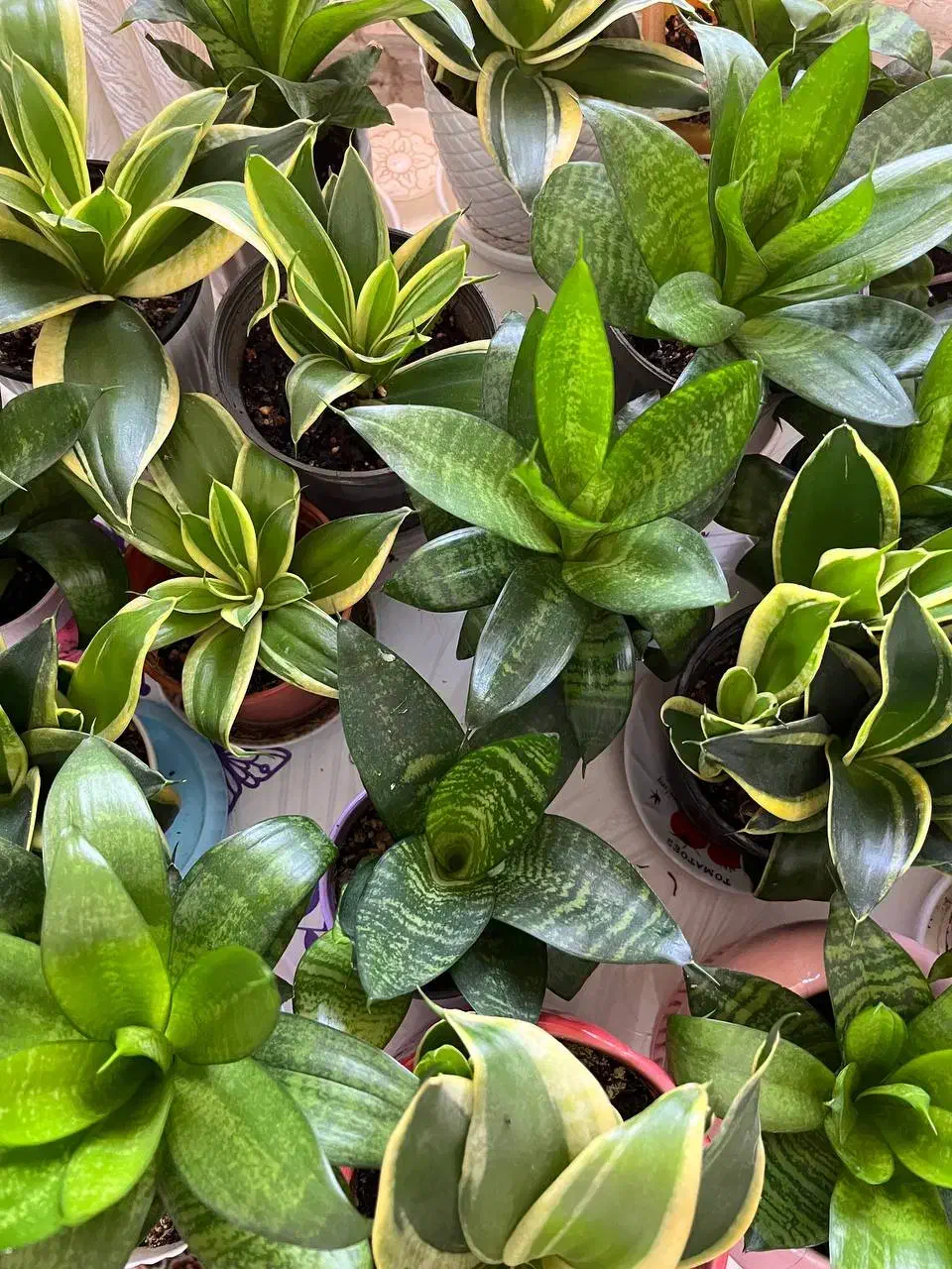 گل های آپارتمانی|گل و گیاه طبیعی|رشت, فلسطین|دیوار