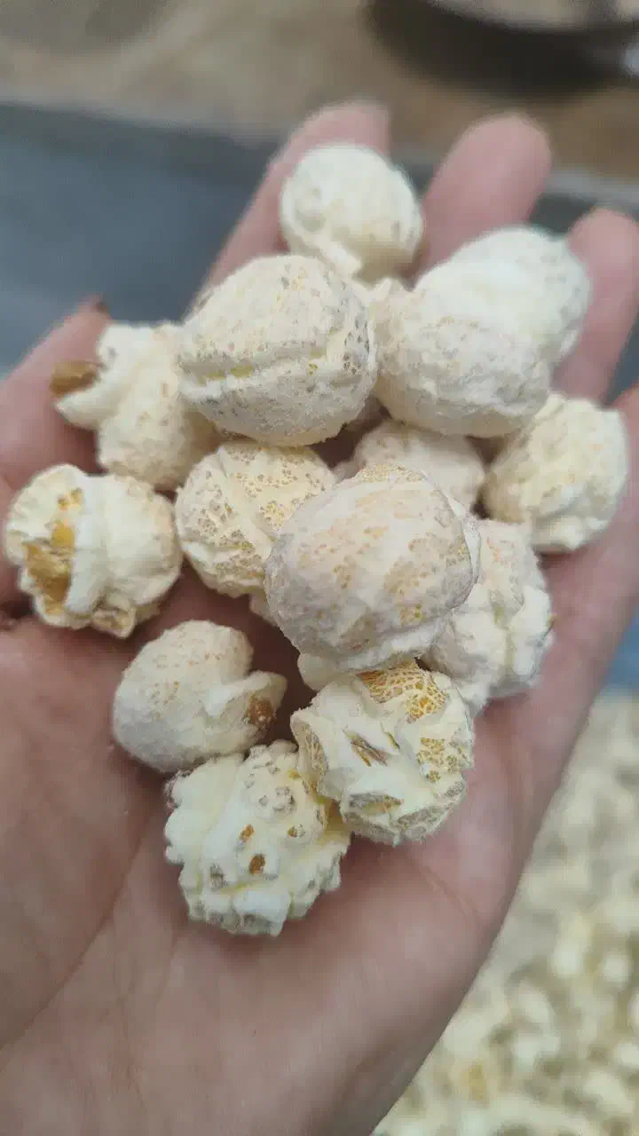 چطور|فعالیت داوطلبانه تحقیقاتی|مشهد, هنرور|دیوار