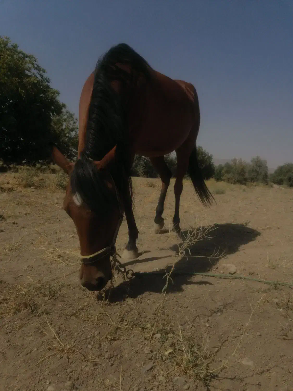 مادیان|اسب و تجهیزات اسبسواری|خمین, |دیوار