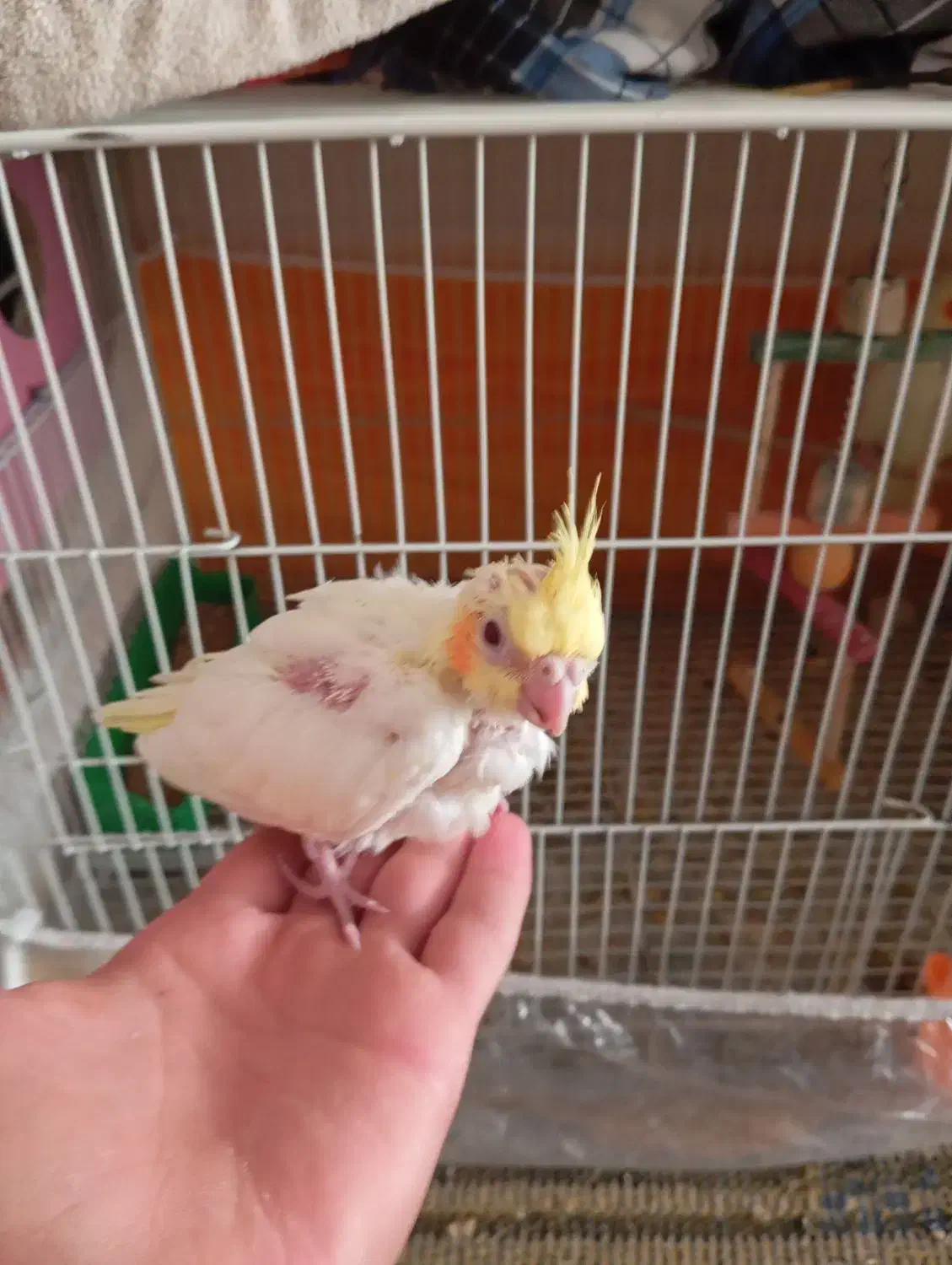 عروس هلندی لوتینو آلبینو|پرنده|تربتحیدریه, یحیی آباد|دیوار