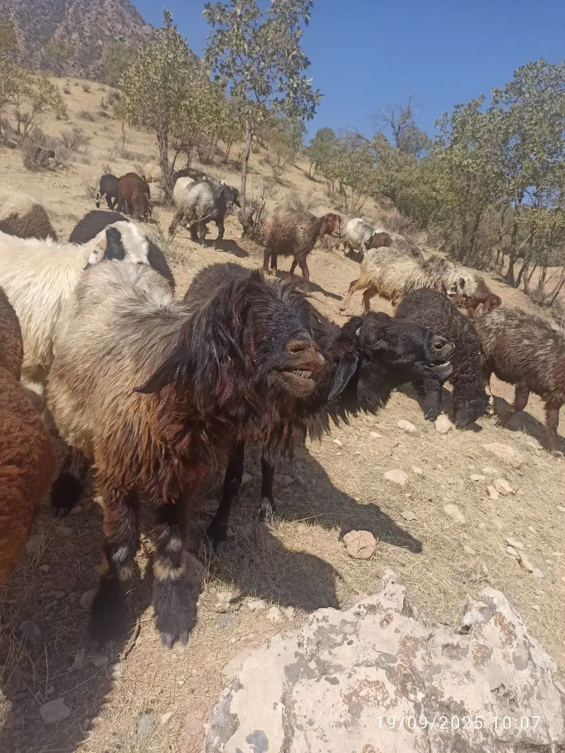 قوچ سه ساله ترکی و کاوه|حیوانات مزرعه|پاتاوه, |دیوار