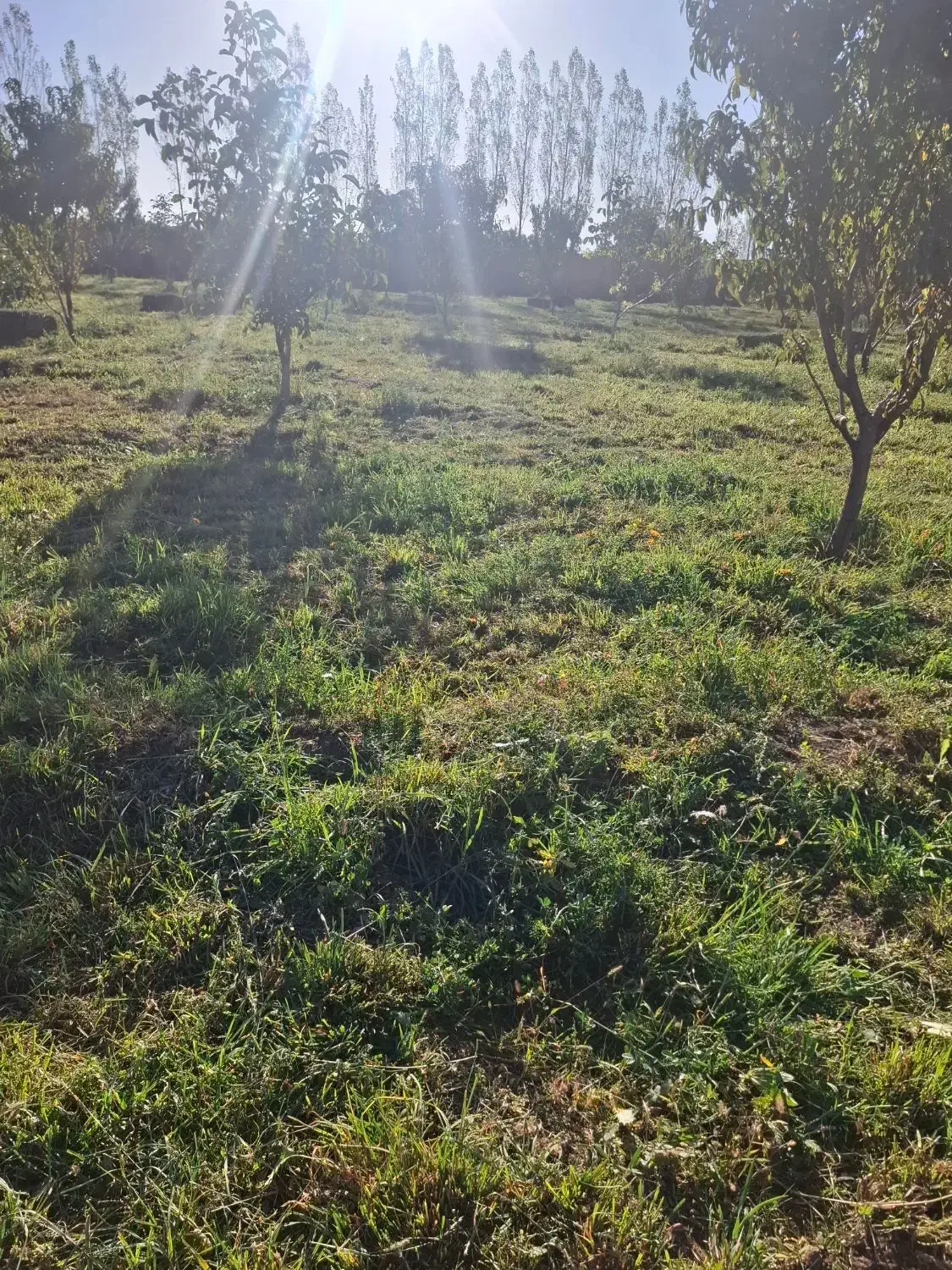 علوفه بسته بندی|خدمات باغبانی و درختکاری|سراب, |دیوار