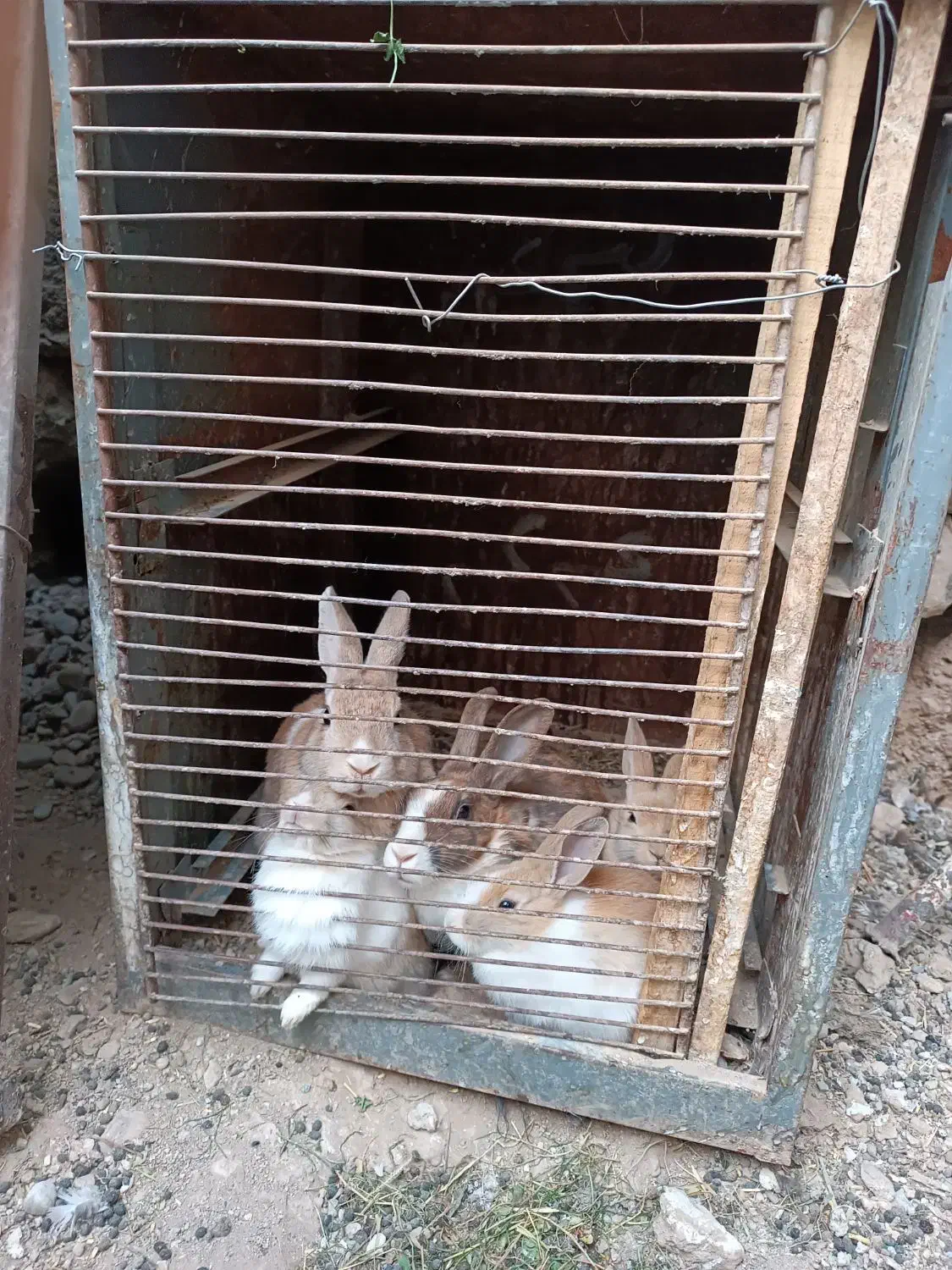 خرگوش|موش و خرگوش|صحنه, |دیوار