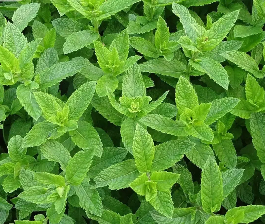 نعنای سبز|خوردنی و آشامیدنی|برزک, |دیوار