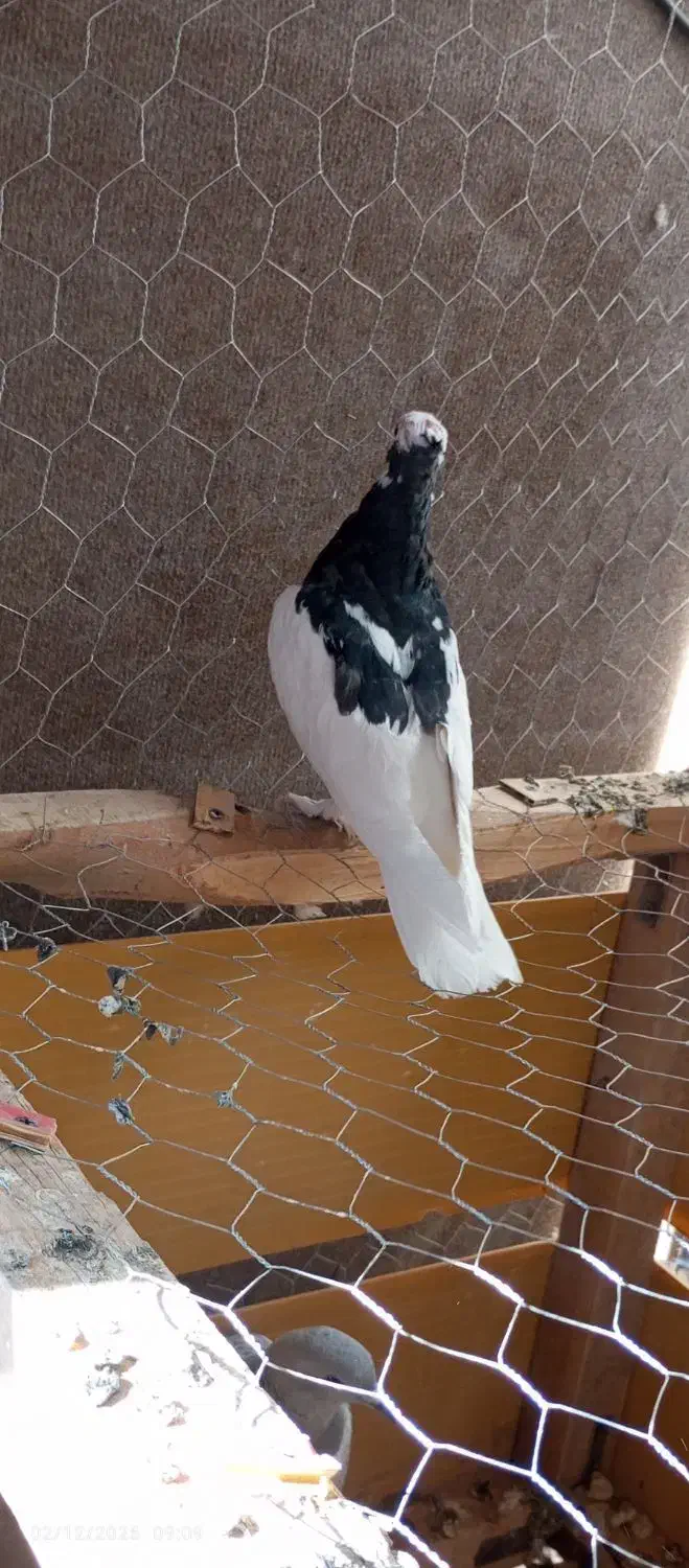 کبوتر|پرنده|رفسنجان, |دیوار