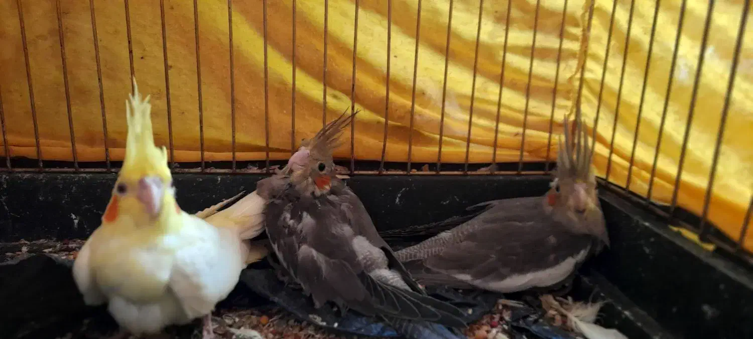 یک جفت عروس هلندی مولد|پرنده|گرمدره, |دیوار