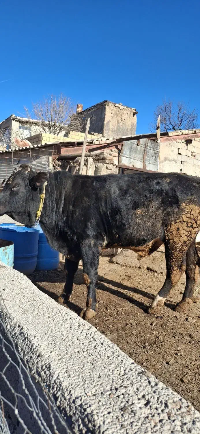 گوساله گوشتی 2ساله پرواری|حیوانات مزرعه|ترکمانچای, |دیوار
