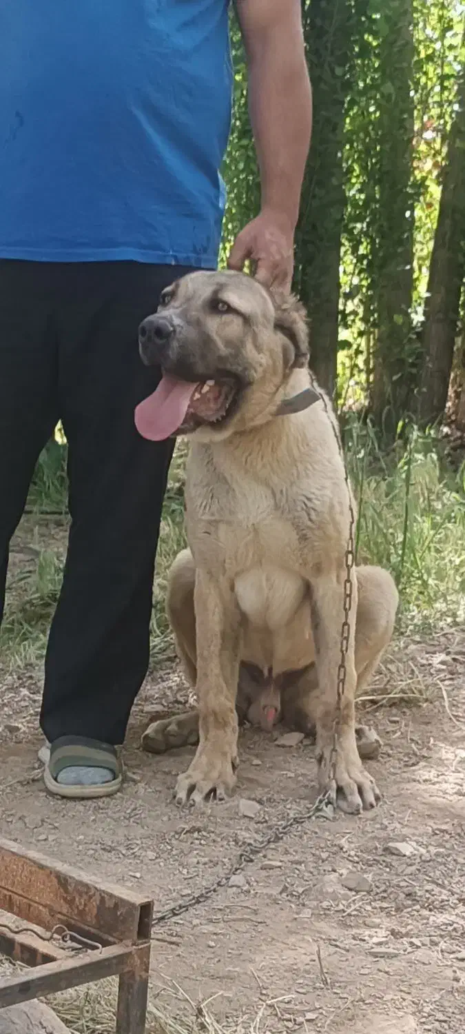 گم شده|حیوانات|سنندج, |دیوار