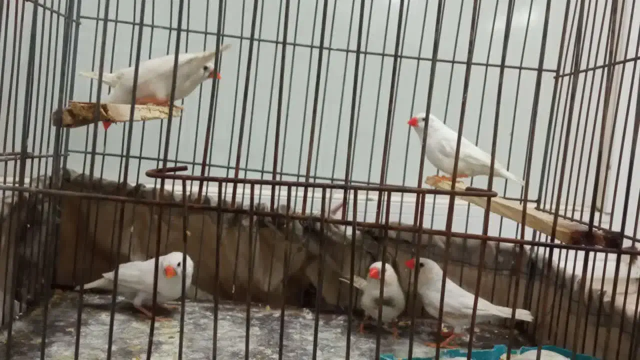 فنج آماده|پرنده|کاشان, فاز ۲ ناجی آباد|دیوار