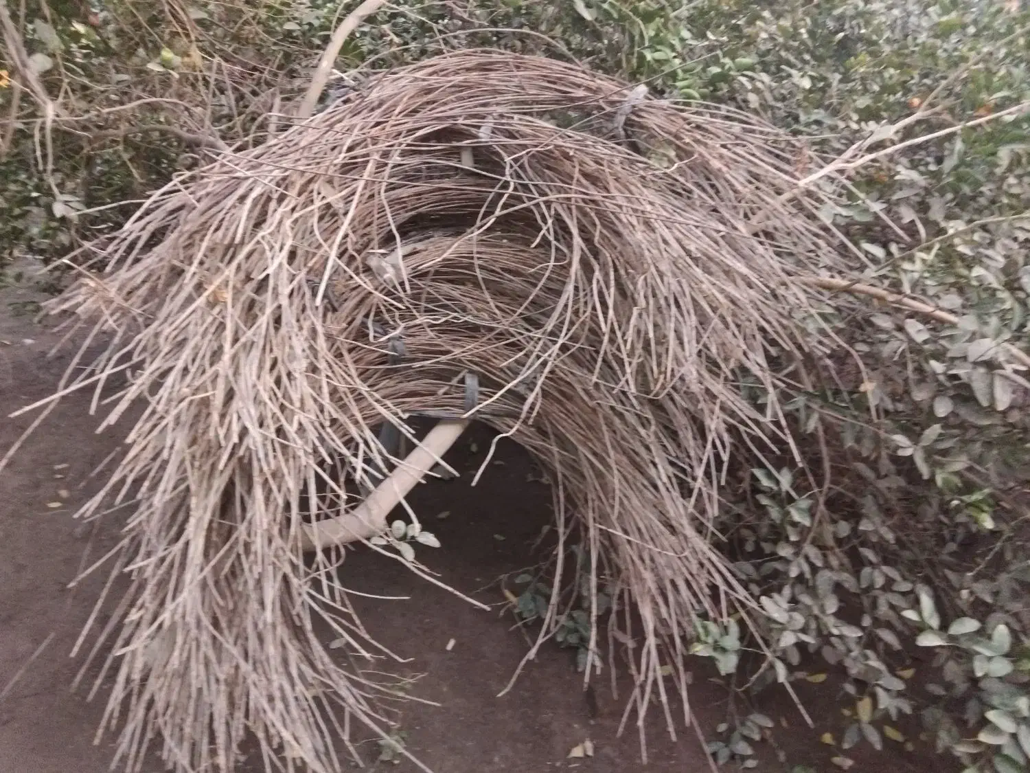 فروش سیخو دومتری|فروشگاه و مغازه|عنبرآباد, |دیوار