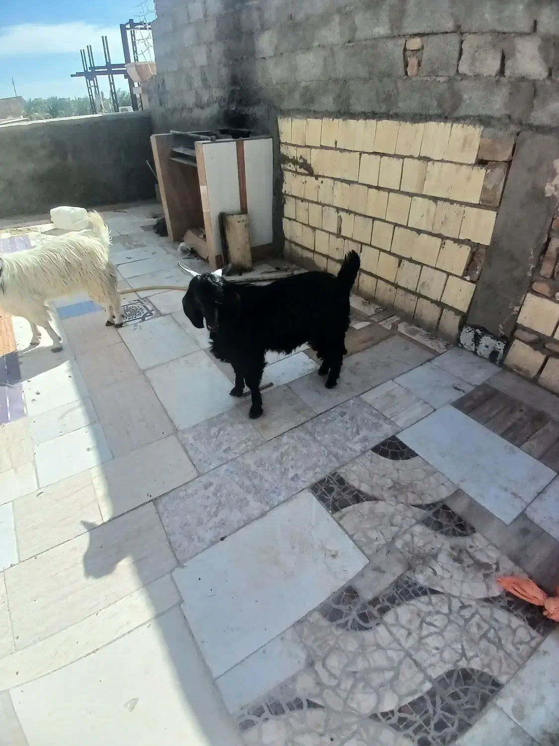 بزغاله نر فقط تماس بگیرید الگی مزاحم نشو|حیوانات مزرعه|سراوان, |دیوار