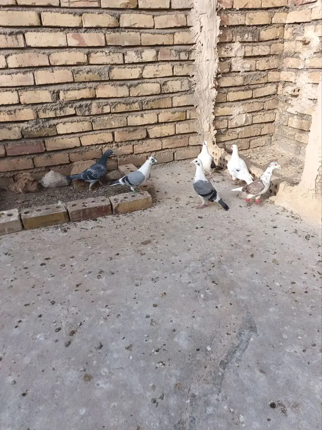 هوایی|پرنده|تربت جام, میان جام|دیوار