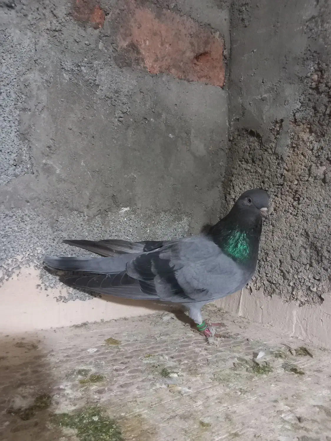 دوتا کبوتر|پرنده|عجب شیر, |دیوار