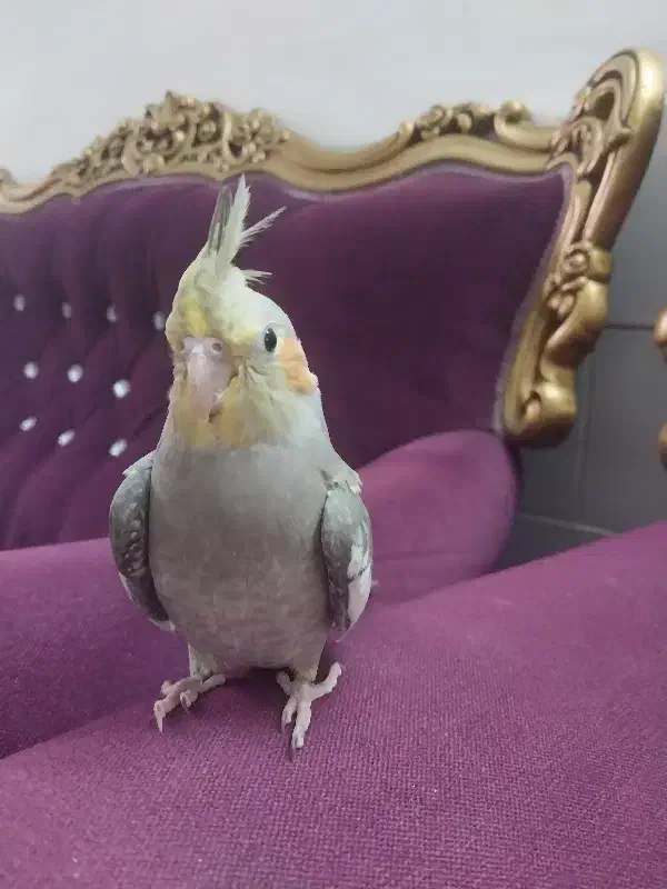 عروس اهویی و طوسی|پرنده|حمیدیا, |دیوار