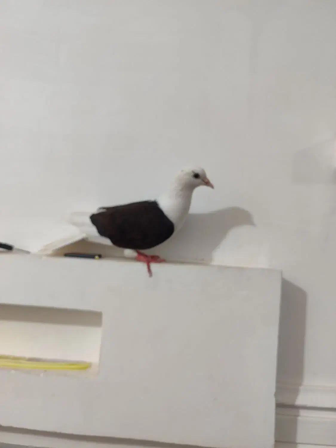 کفتر|پرنده|چابهار, |دیوار