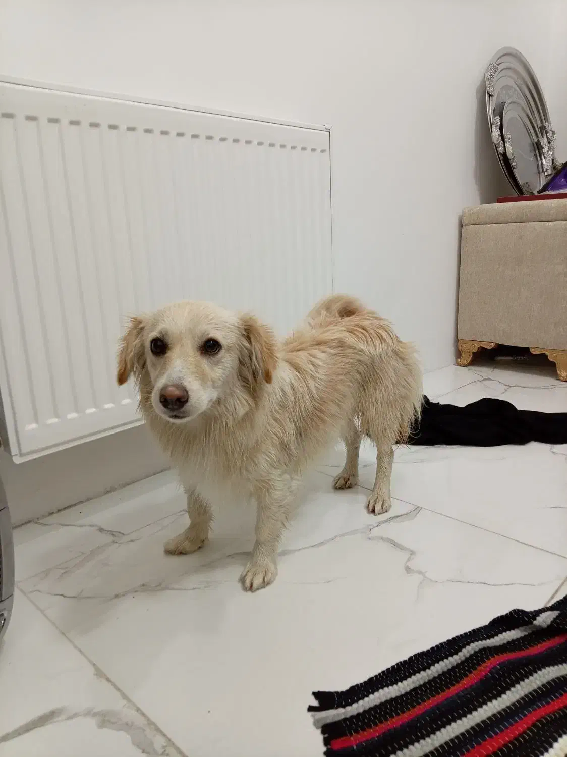 واگذاری پامر اشپیتز|سگ|مشهد, کشف|دیوار