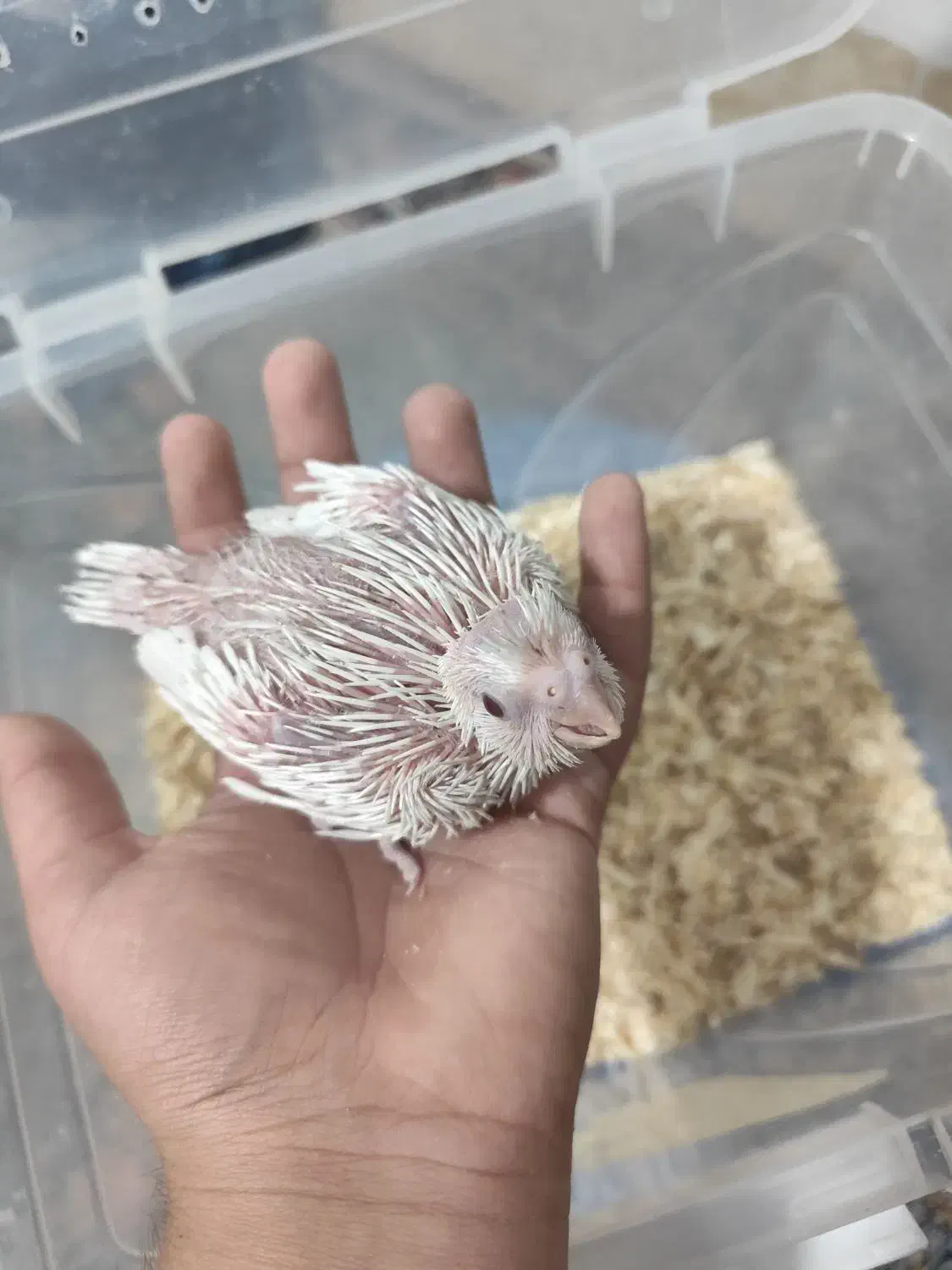 جوجه عروس هلندی|پرنده|شیراز, کوشک میدان|دیوار