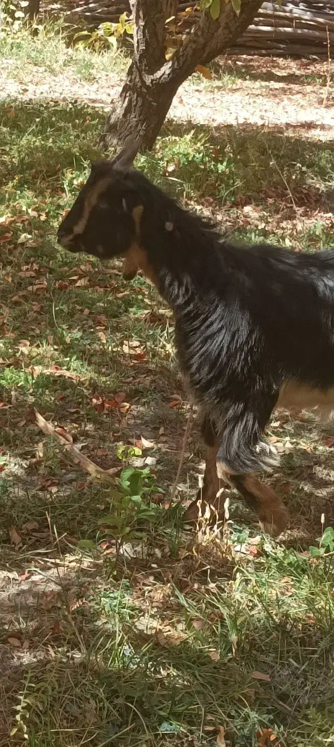 بزغاله|حیوانات مزرعه|پادنا علیا, |دیوار