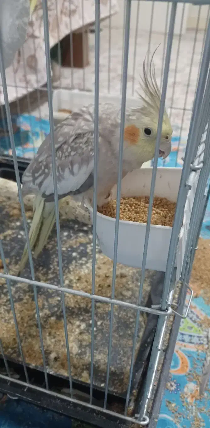 عروس هلندی نژاد دار رنگ خاص|پرنده|محمدشهر, شهرک پیام (مهرالبرز)|دیوار