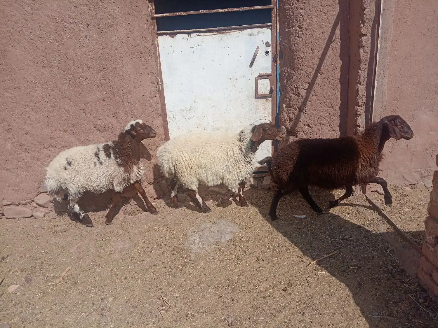 بره نره|حیوانات مزرعه|جلگه رخ, |دیوار