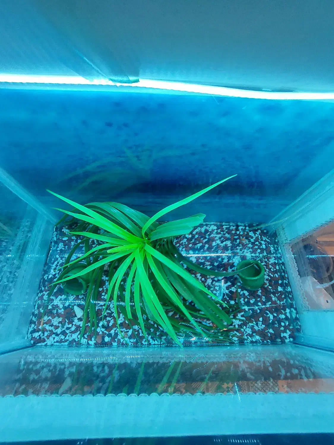 آکواریوم|ماهی|قم, انسجام|دیوار