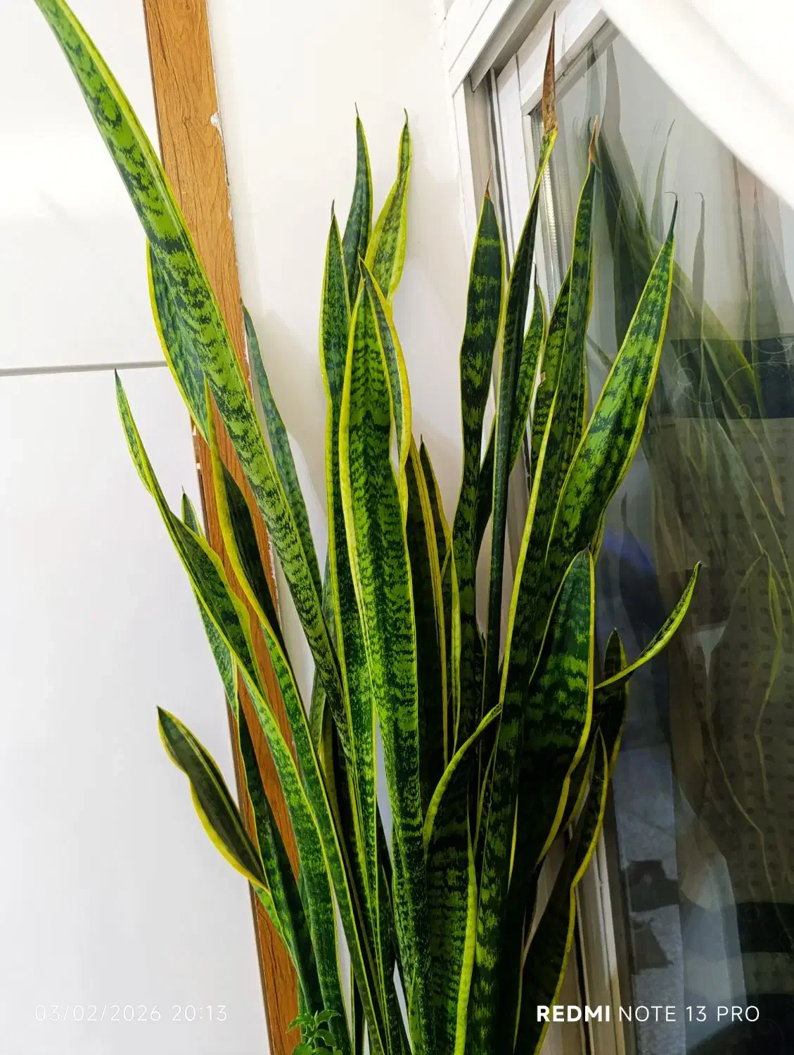 سانسوریا|کلکسیون اشیاء عتیقه|مشهد, حجت|دیوار