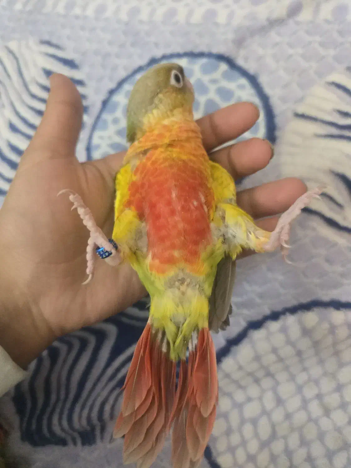 گرینچیک آناناسی دبل رد|پرنده|مشهد, تربیت (صدف)|دیوار