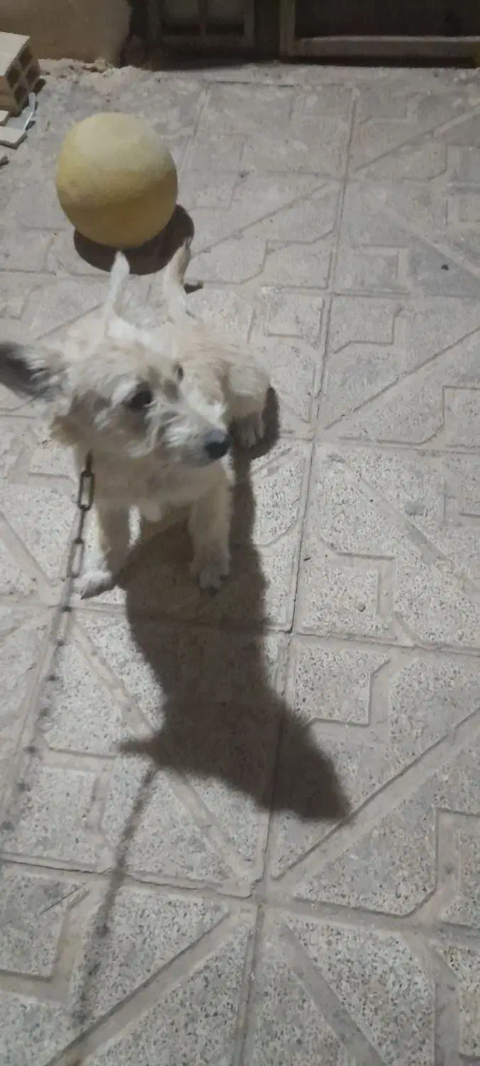 سگ پاکوتاه|سگ|زنجانرود, |دیوار