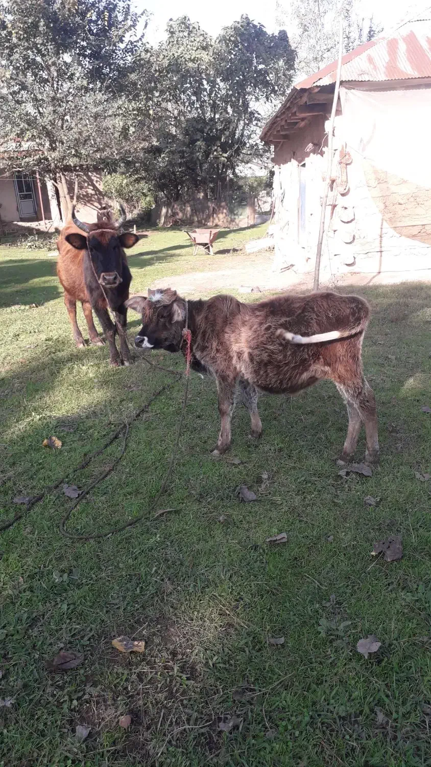 گاوشکمدارگوساله نرچالوسی|حیوانات مزرعه|گوراب زرمیخ, |دیوار